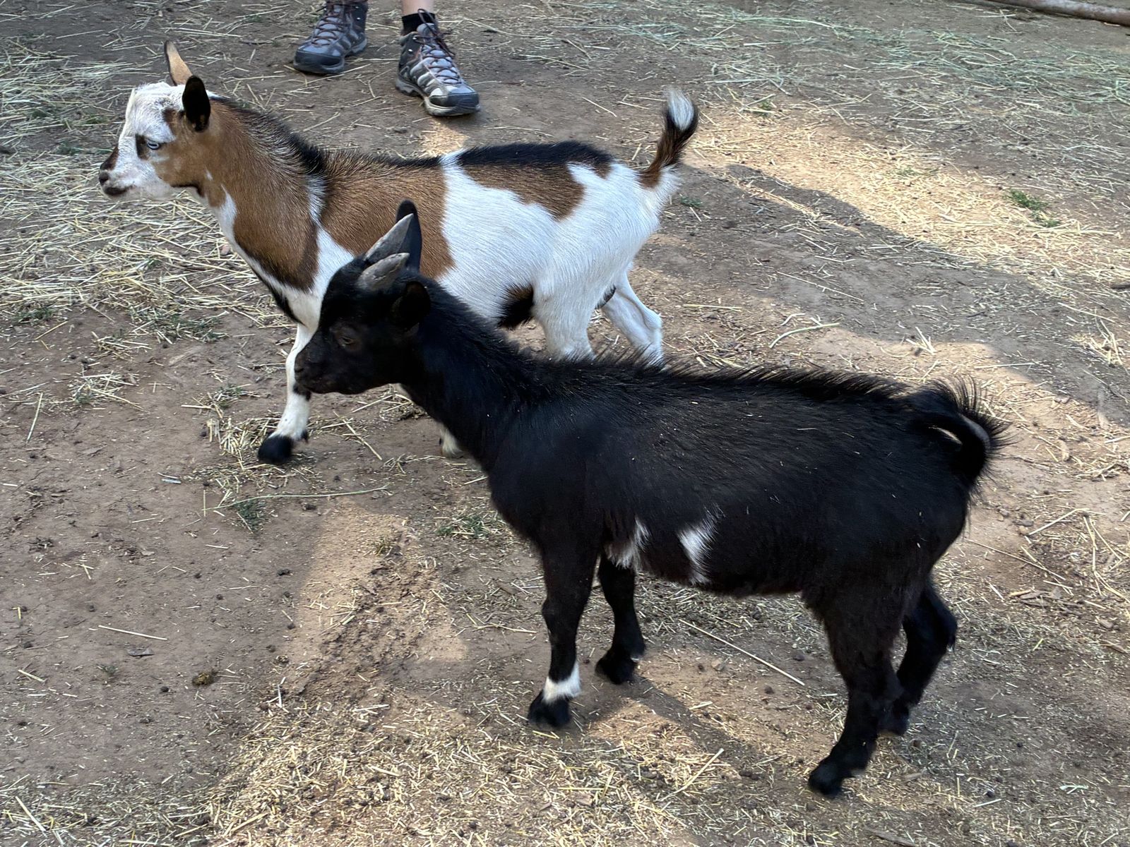 Nigerian Dwarf wethers