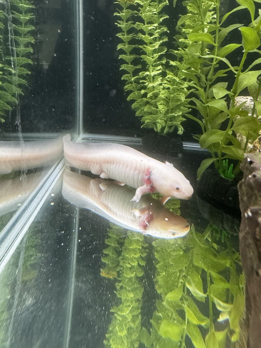 Axolotl