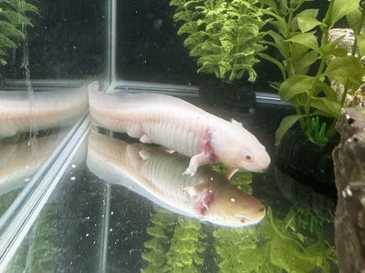 Axolotl