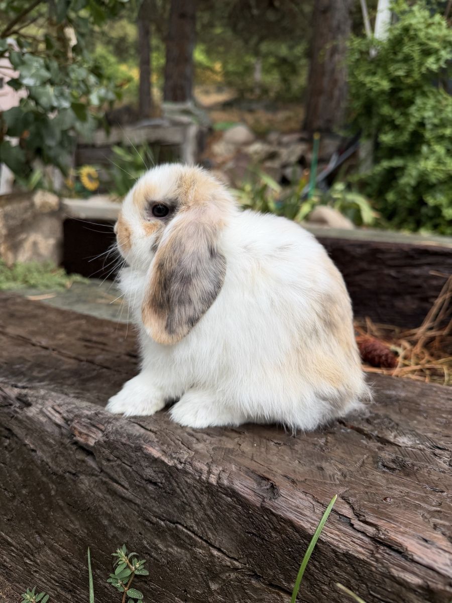 Holland Lop Doe
