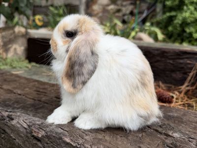 Holland Lop Doe