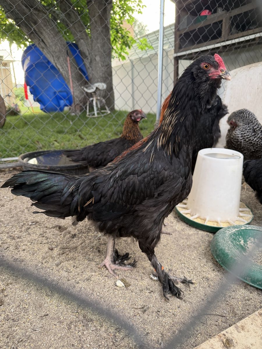 Pullet roosters