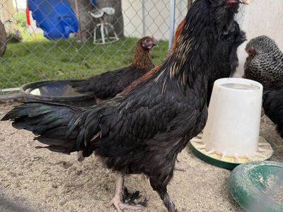 Pullet roosters