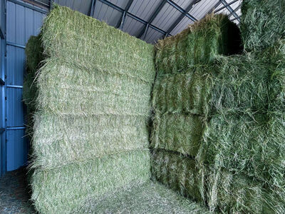 Quality Grass Hay - 3x4x8 Bales - Pickup or Delivery
