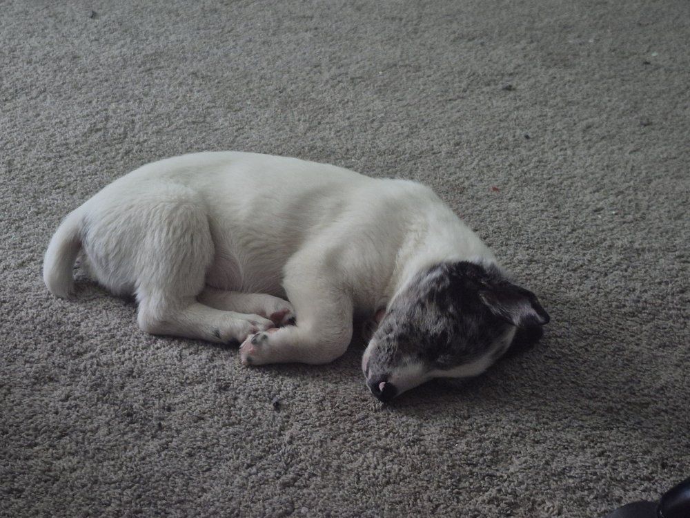 Corgi blue heeler(1 left)