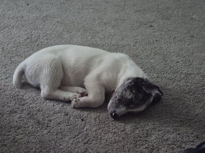 Corgi blue heeler(1 left)