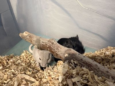 Rehoming Gerbils