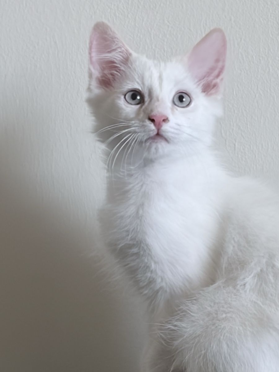 Beautiful Ragdoll Kittens – Last 2 Available!