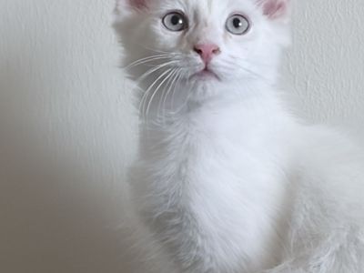 Beautiful Ragdoll Kittens – Last 2 Available!