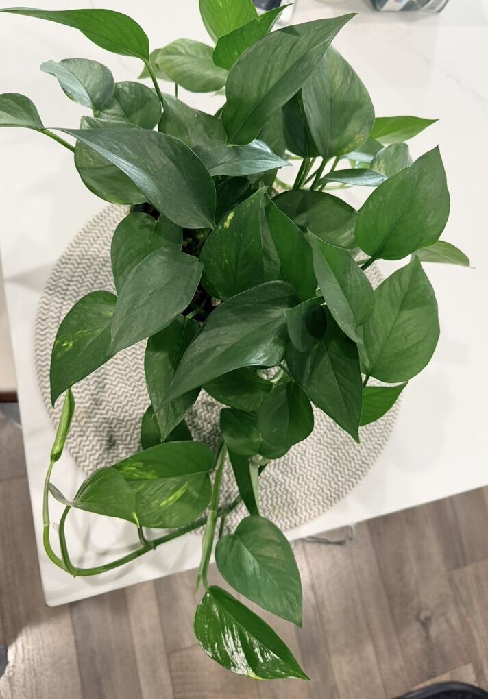 Pothos Plant