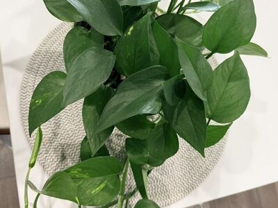Pothos Plant