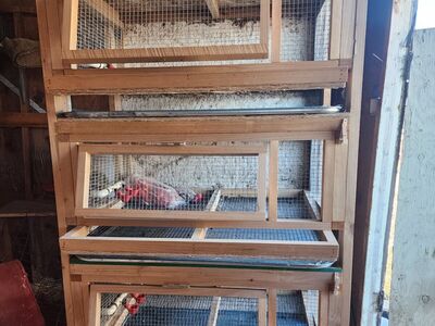 quail hutches