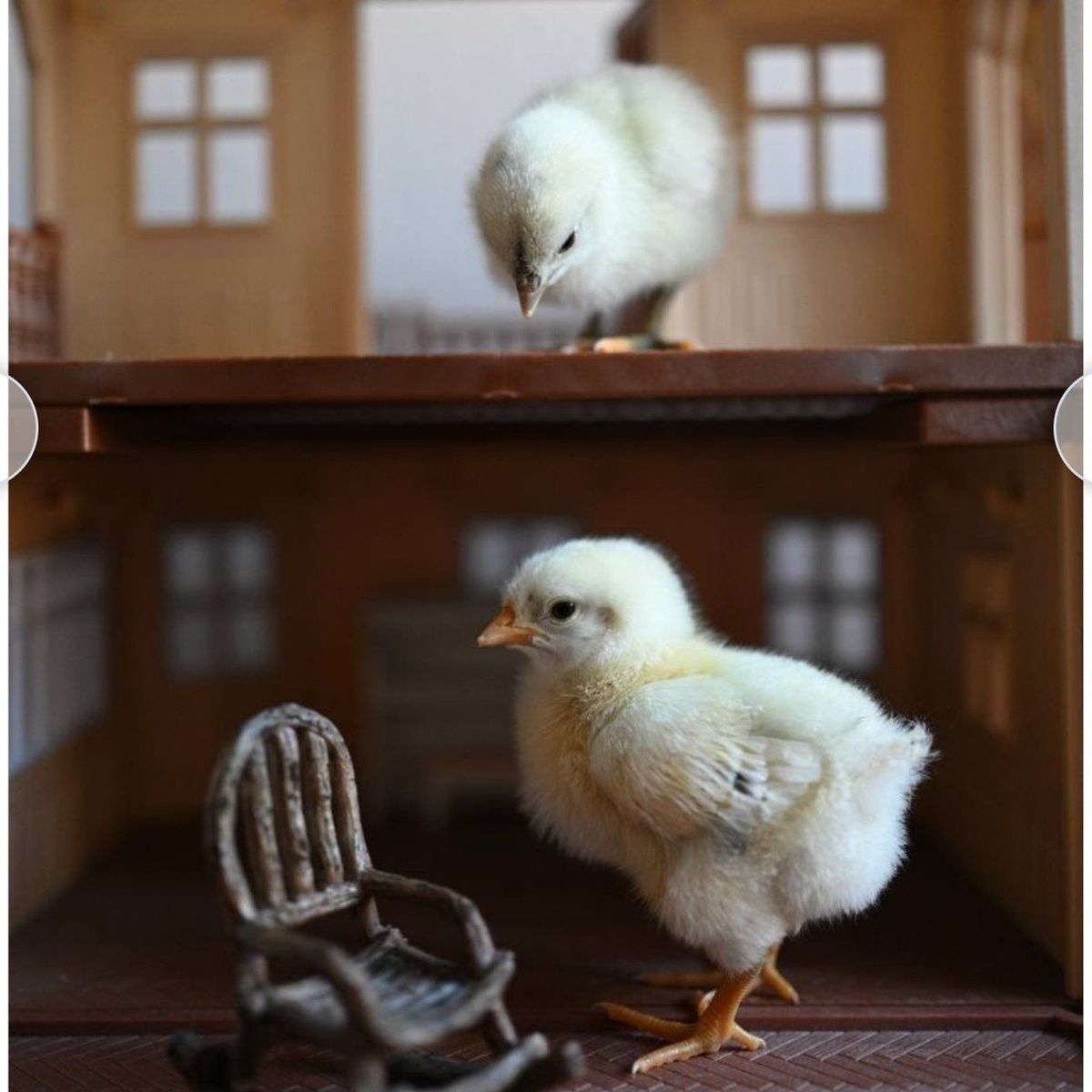 Zombie chicks day old straight run