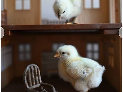 Zombie chicks day old straight run