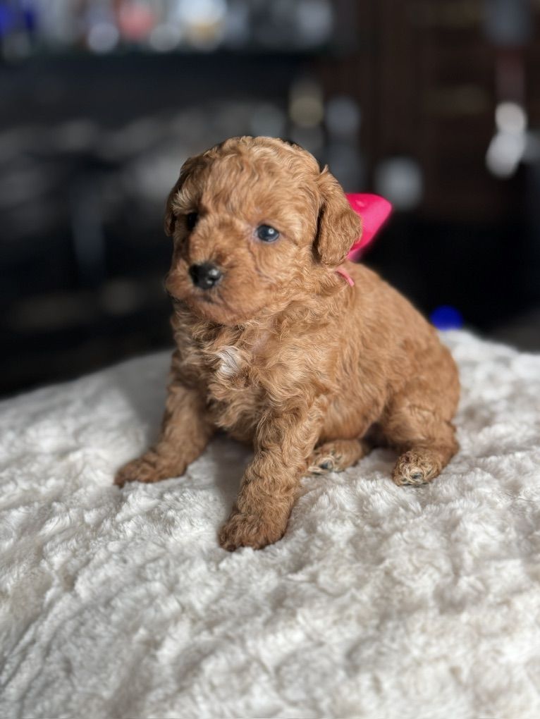 Akc Tiny Tea Cup Poodle puppies