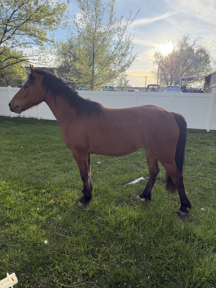2 Year Old Bay And Older Gelding Combo