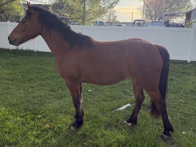 2 Year Old Bay And Older Gelding Combo