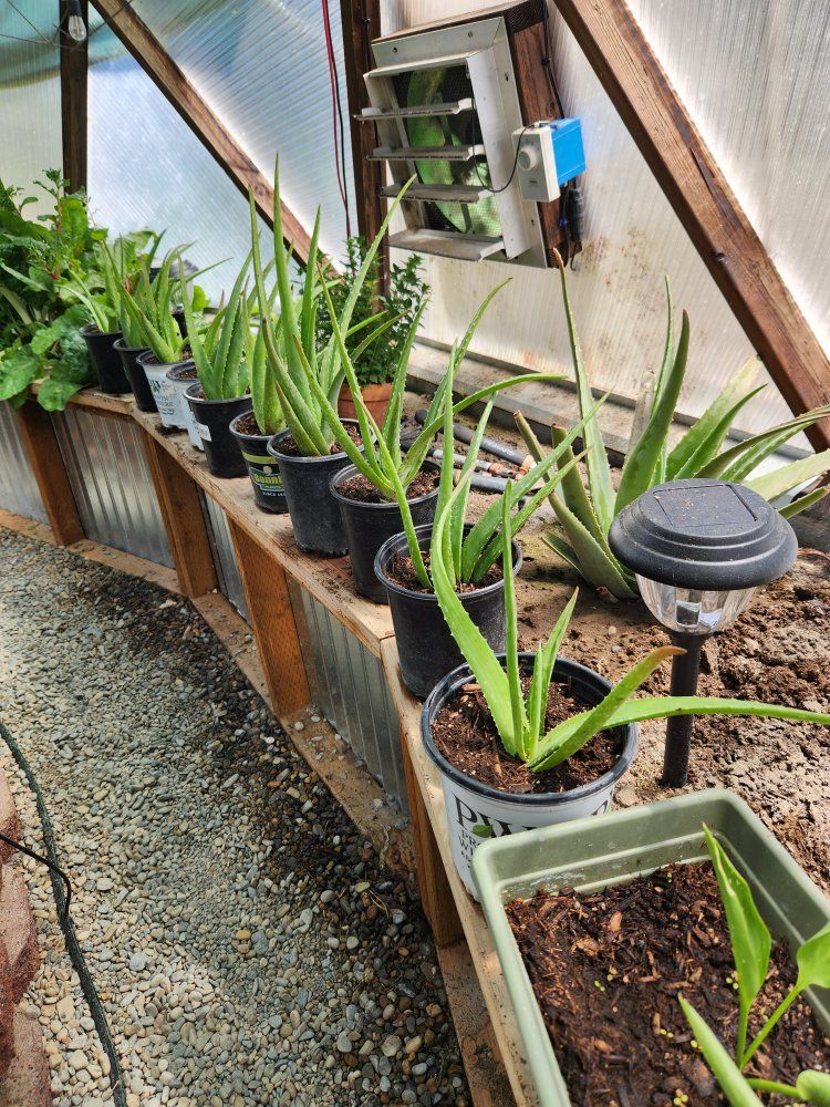 Aloe Vera Plant