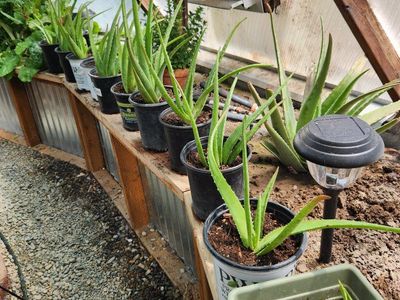 Aloe Vera Plant