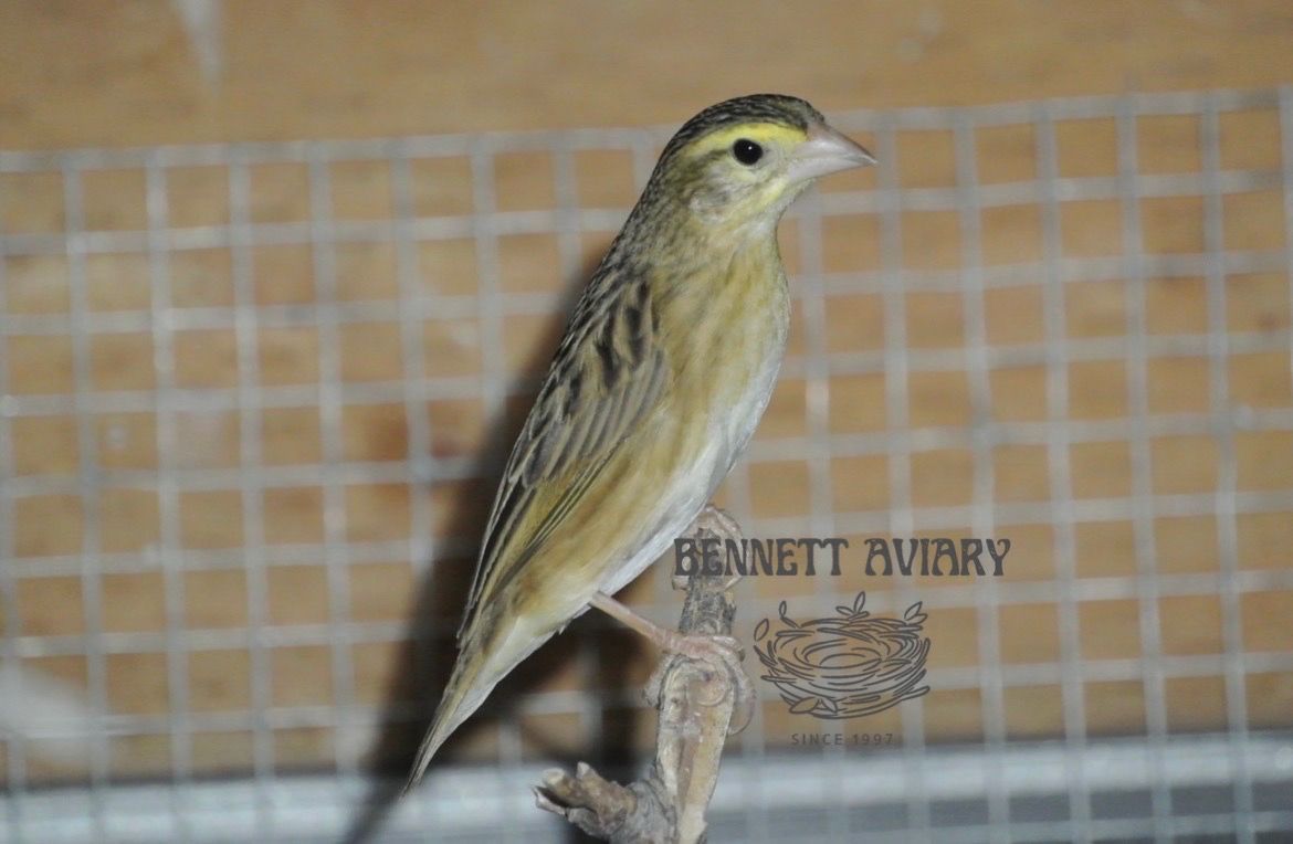 Red Bishop Weaver Female