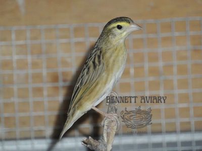 Red Bishop Weaver Female