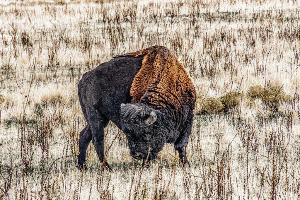 BUFFALO ON ANTELOPE ISLAND CANVAS PHOTO ART PRINT READY TO HANG
