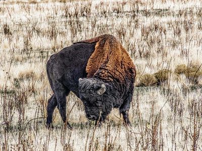 BUFFALO ON ANTELOPE ISLAND CANVAS PHOTO ART PRINT READY TO HANG