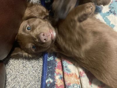 Pure bred chocolate mini weiner