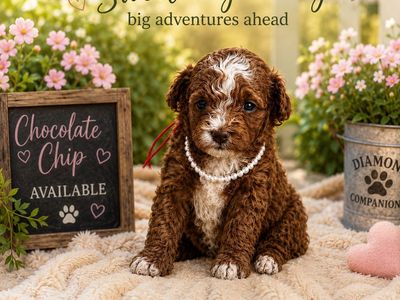 Adorable Cavapoo puppies available