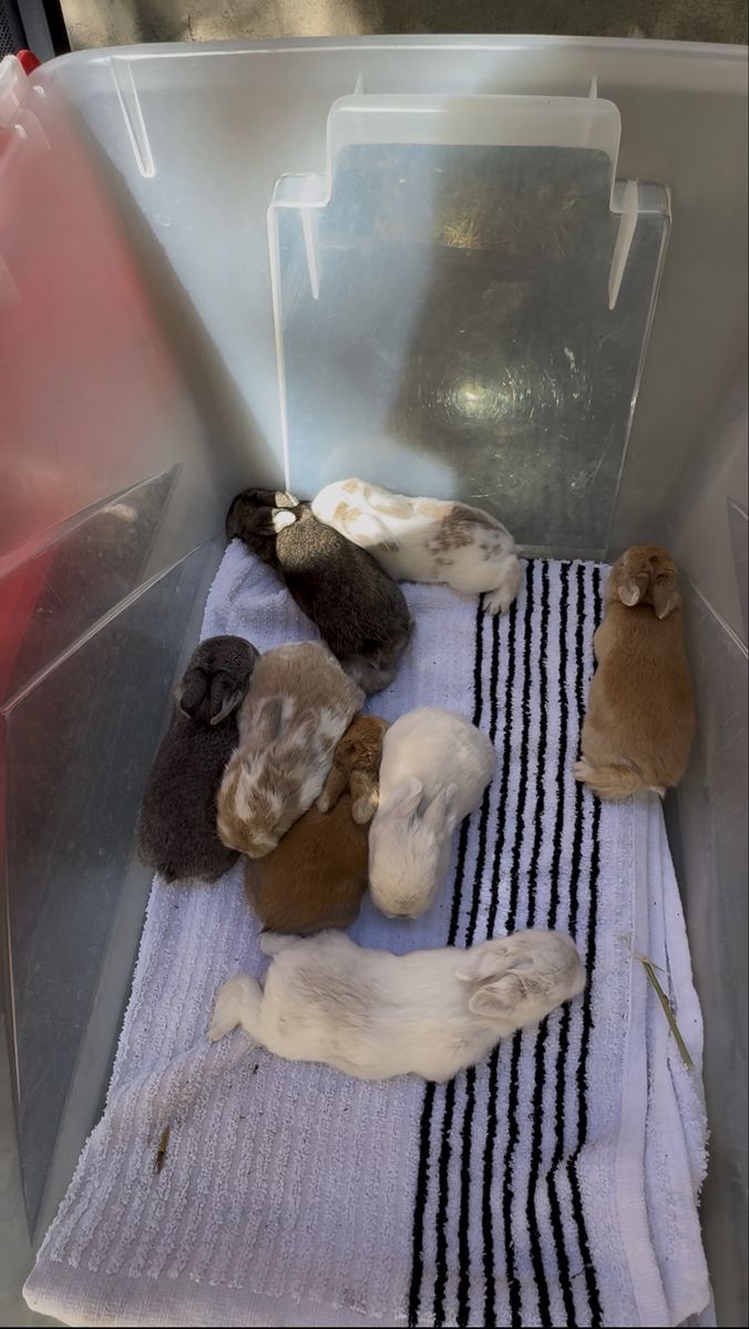 Adorable Baby Holland Lop / Rex Mix Bunnies for Sale