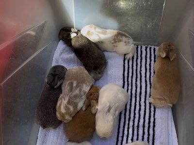 Adorable Baby Holland Lop / Rex Mix Bunnies for Sale