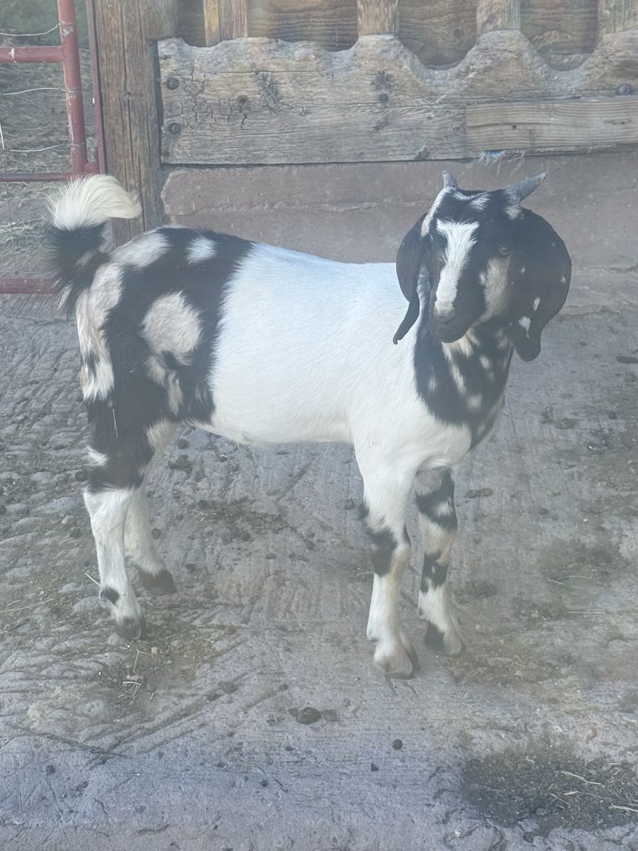 Dapple boer doeling