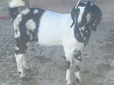 Dapple boer doeling