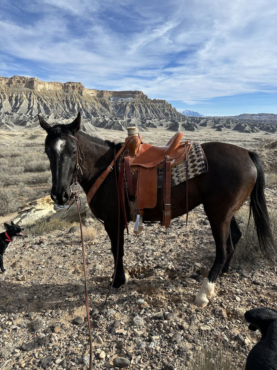 4 Year Appendix Mare