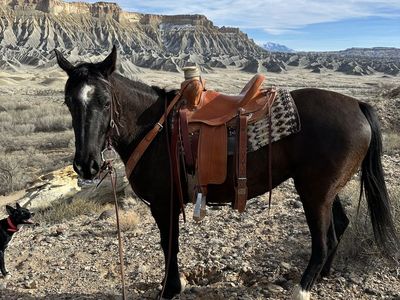 4 Year Appendix Mare