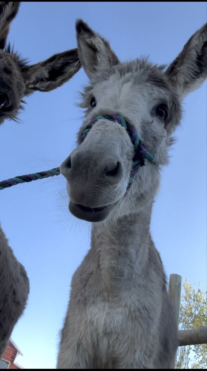 Standard Donkey / Jenny
