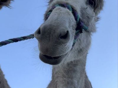 Standard Donkey / Jenny