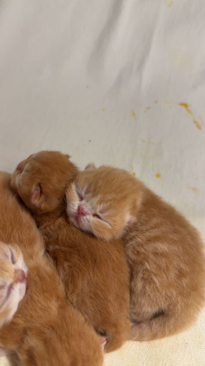 Purebred Persian Kittens