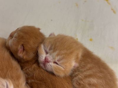 Purebred Persian Kittens