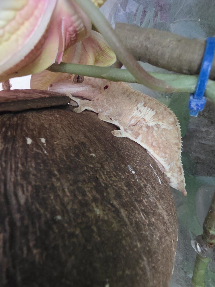 Main image 4