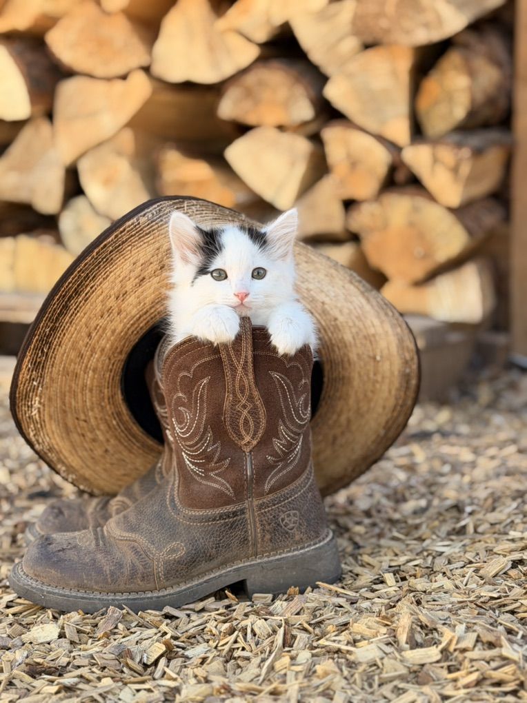 Kittens From Ragdoll Like Lineage