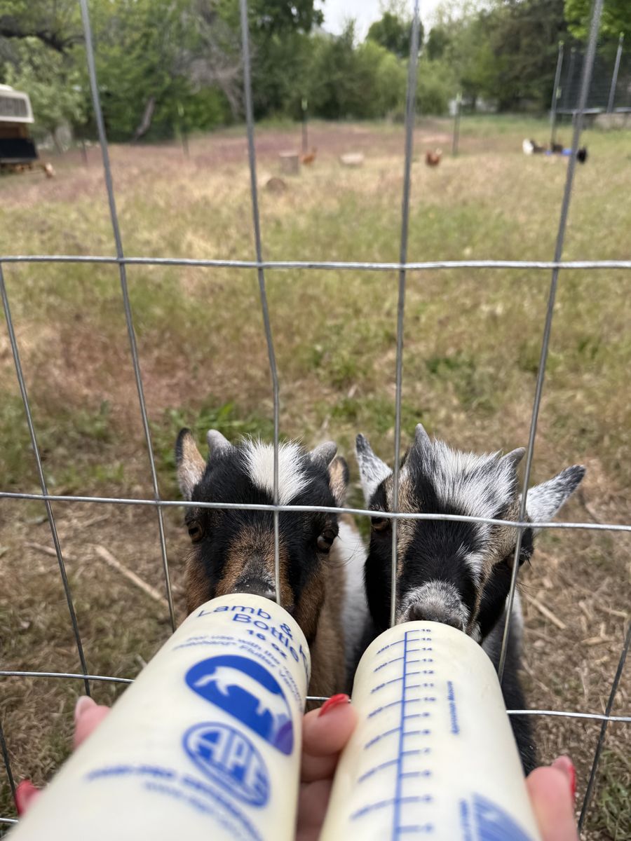 11 Week Old Baby Goats
