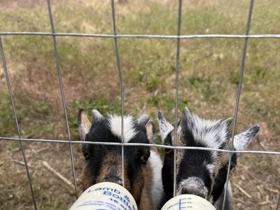 11 Week Old Baby Goats