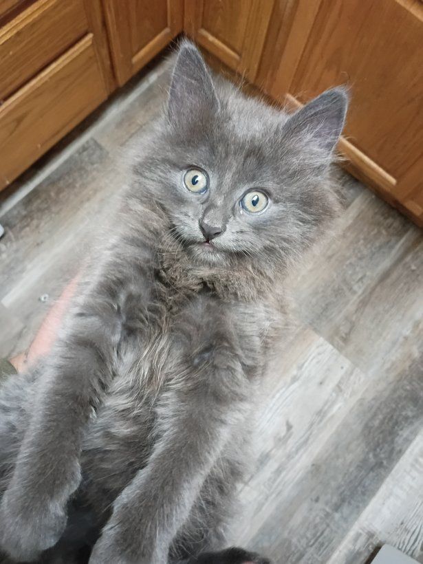 long haired kitten