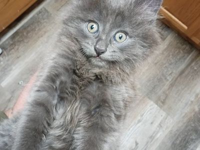 long haired kitten