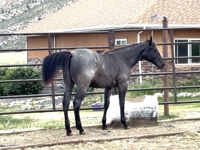 2025 AQHA Blue Roan Filly