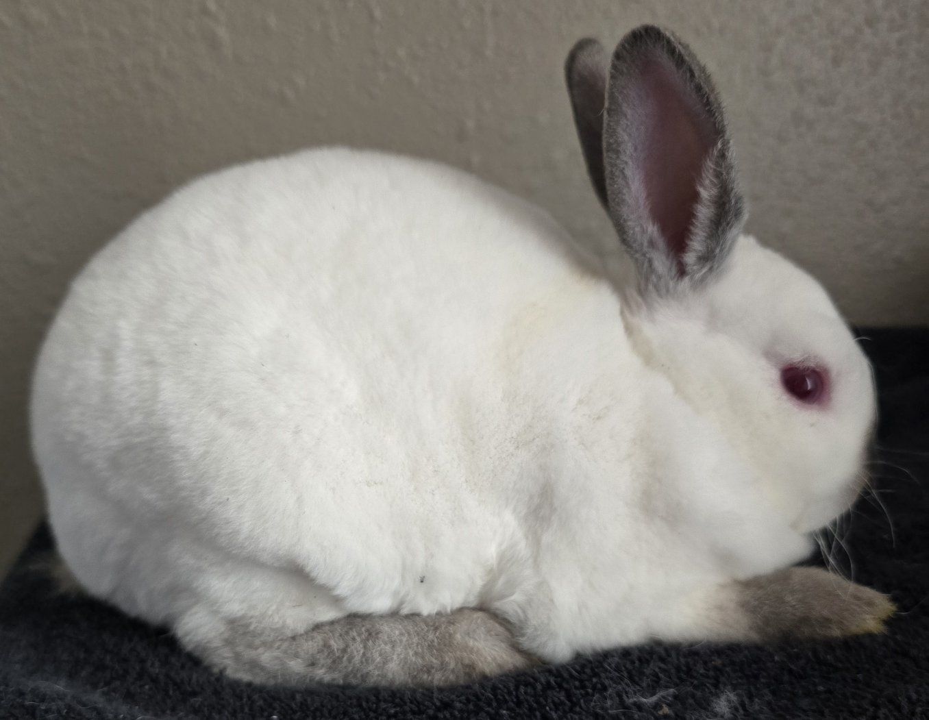 Mini Rex Buck
