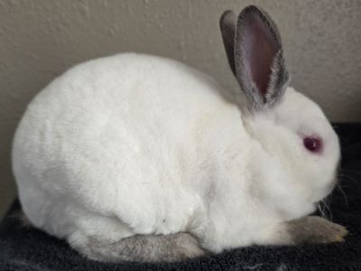 Mini Rex Buck