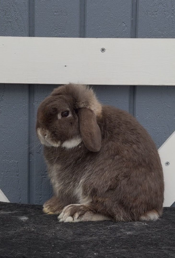Holland Lop Buck