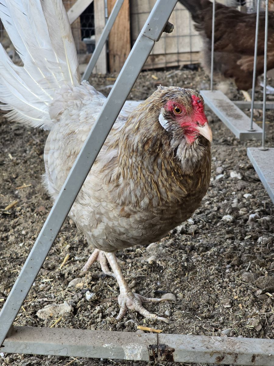 Hen chicken laying hens for sale